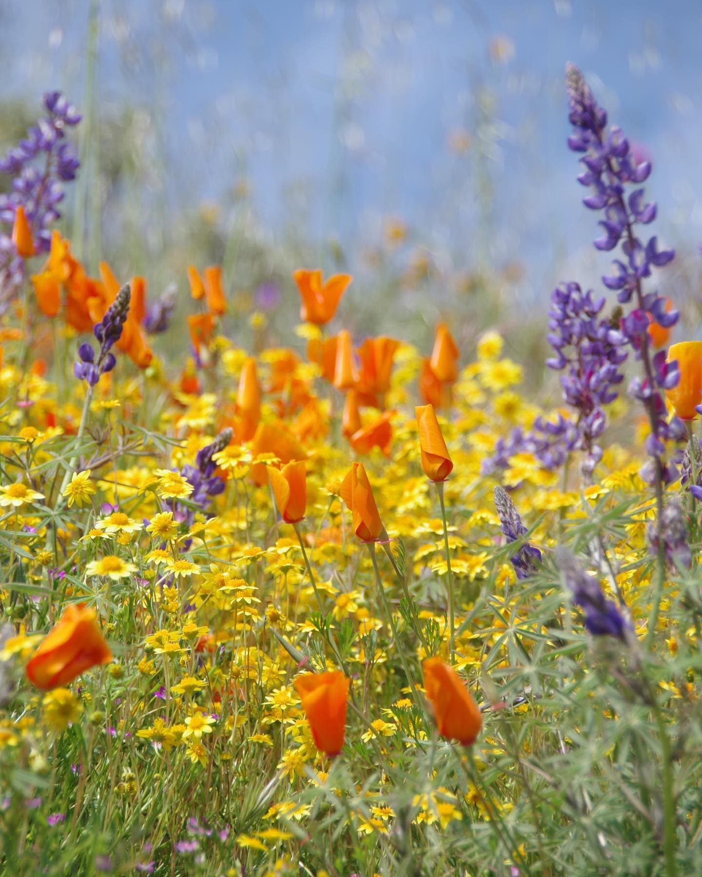Super Bloom 2023: Photos From Space To A Bug's Eye View | Lake
